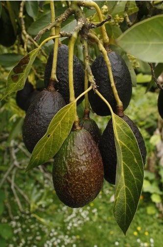 Avocado Plant